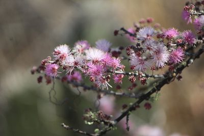 Mimosa zygophylla, photographed by José Belem Hernández Díaz