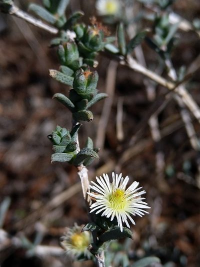 Erepsia hallii, photographed by Jacques van der Merwe