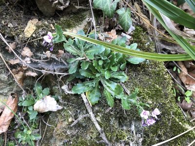 Arabis rosea, photographed by Jason Grant
