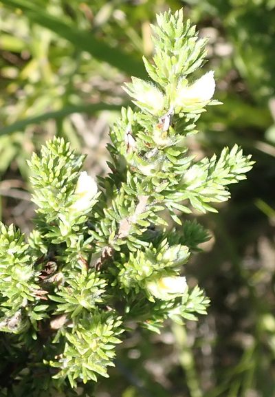 Aspalathus opaca, photographed by Nicola van Berkel