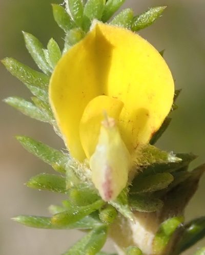 Aspalathus opaca, photographed by Nicola van Berkel