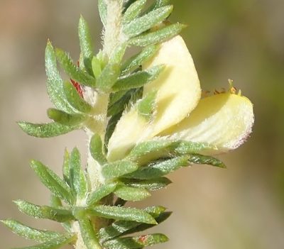 Aspalathus opaca, photographed by Nicola van Berkel