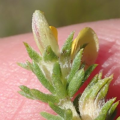 Aspalathus opaca, photographed by Nicola van Berkel