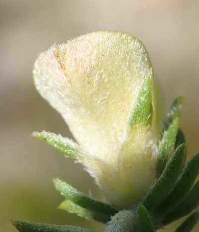 Aspalathus opaca, photographed by Nicola van Berkel