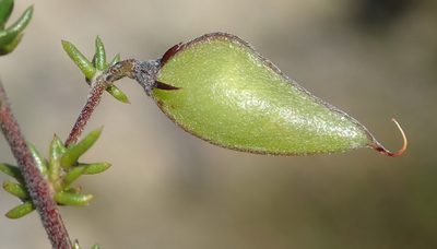 Aspalathus rubens, photographed by Nicola van Berkel