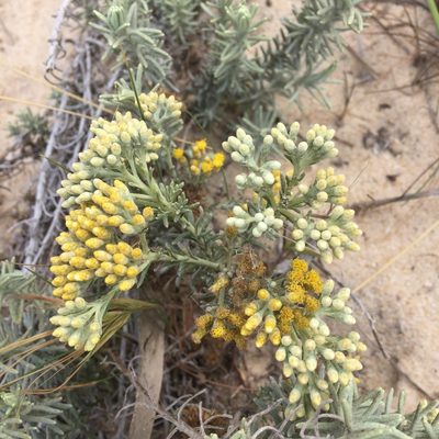 Helichrysum italicum, photographed by Andre Hosper