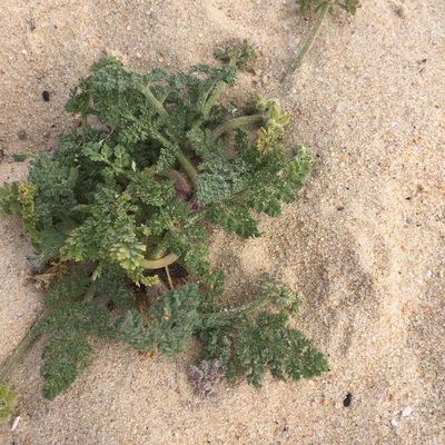Daucus pumilus, photographed by Andre Hosper