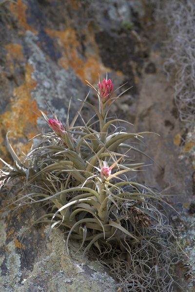 Tillandsia nana, photographed by Mark Connolly