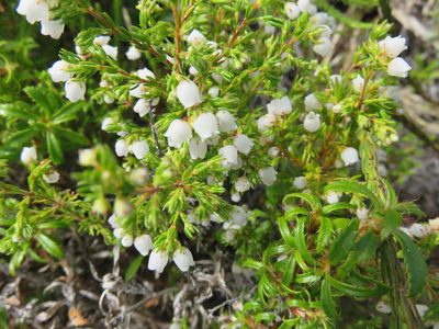 Erica turbiniflora, photographed by Tony Rebelo