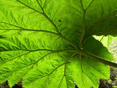 Gunnera masafuerae, photographed by Patricio Novoa