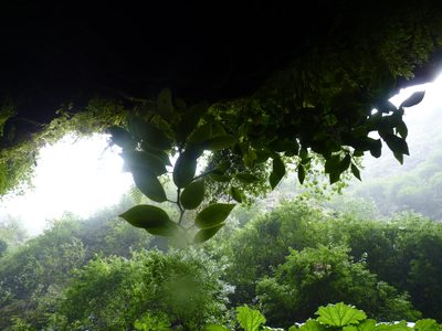 Peperomia skottsbergii, photographed by Patricio Novoa