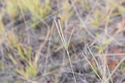 Axonopus paschalis, photographed by Patricio Novoa