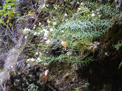 Wahlenbergia masafuerae, photographed by Patricio Novoa