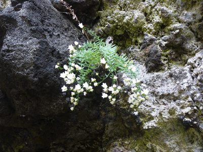 Wahlenbergia masafuerae, photographed by Patricio Novoa