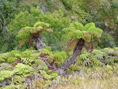 Dicksonia externa, photographed by Patricio Novoa
