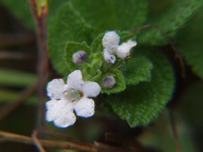 Lepechinia meyenii, photographed by cstobie