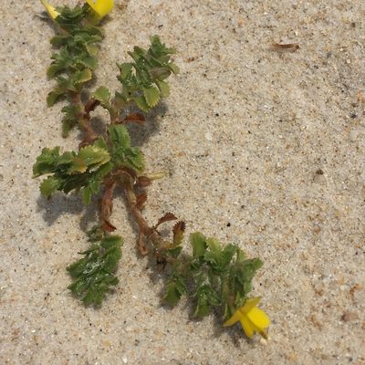 Ononis variegata, photographed by Andre Hosper