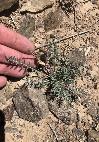 Astragalus waterfallii, photographed by CK2AZ