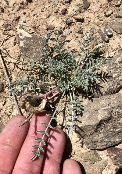 Astragalus waterfallii, photographed by CK2AZ