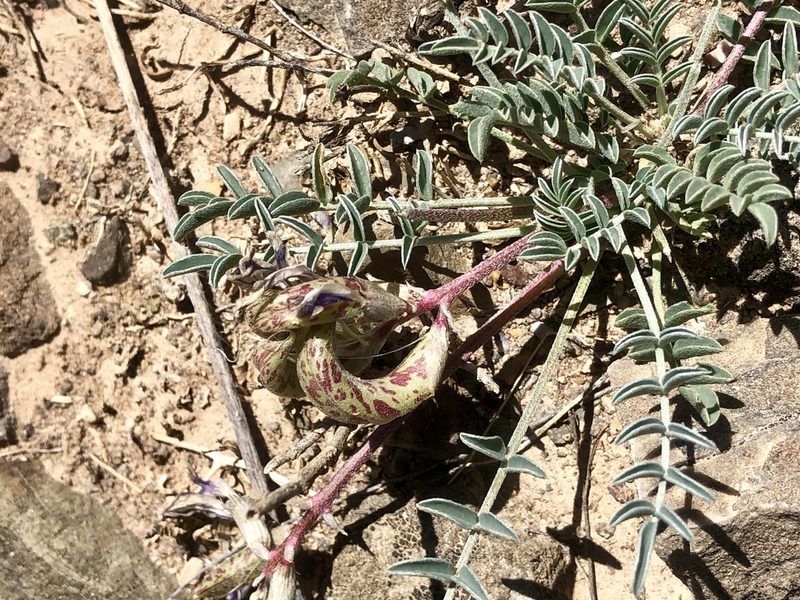 Astragalus waterfallii, photographed by CK2AZ
