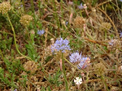 Jasione maritima, photographed by Duarte Frade