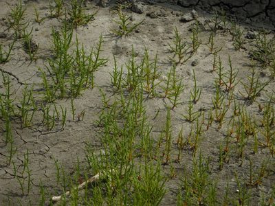 Salicornia ramosissima, photographed by Duarte Frade