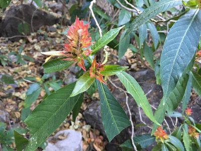 Justicia mirandae, photographed by Neptalí Ramírez Marcial
