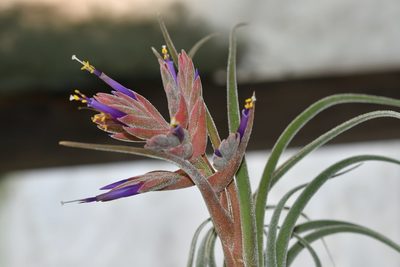 Tillandsia seleriana, photographed by Neptalí Ramírez Marcial