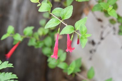 Clinopodium selerianum, photographed by Neptalí Ramírez Marcial
