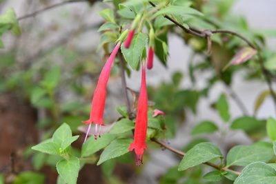Clinopodium selerianum, photographed by Neptalí Ramírez Marcial