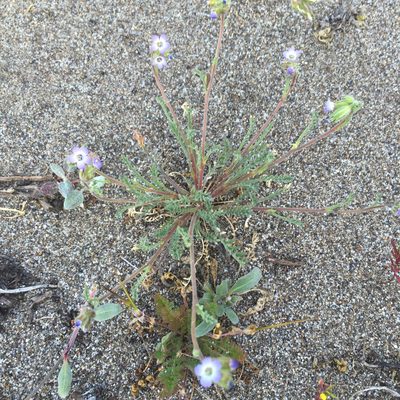 Gilia millefoliata, photographed by Allison Peters