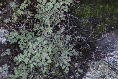 Argyrochosma fendleri, photographed by Craig Martin