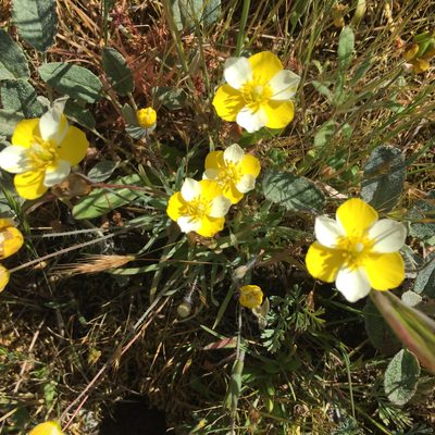Platystigma lineare, photographed by Allison Peters
