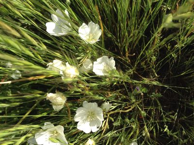 Limnanthes alba, photographed by Rosie Yacoub