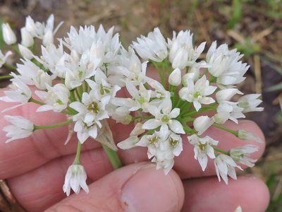Allium fraseri, photographed by Sam Kieschnick