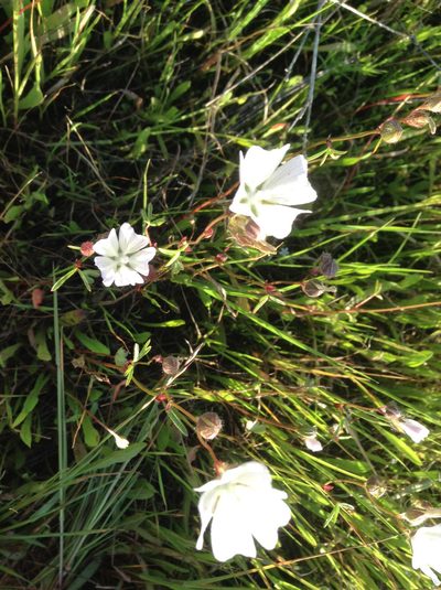 Sidalcea calycosa, photographed by Rosie Yacoub