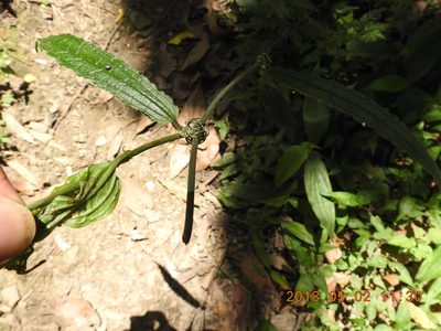 Smilax riparia, photographed by fagushayata