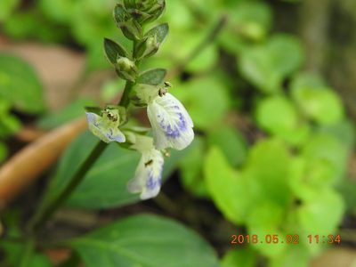 Rungia chinensis, photographed by fagushayata