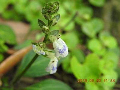Rungia chinensis, photographed by fagushayata