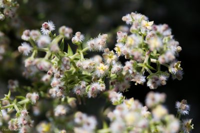 Galium stellatum, photographed by Ken-ichi Ueda