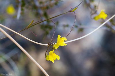 Neogaerrhinum filipes, photographed by Ken-ichi Ueda
