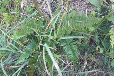 Polystichum wawranum, photographed by marc-nz