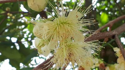 Syzygium aqueum, photographed by Ong Jyh Seng