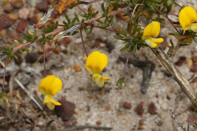Aspalathus serpens, photographed by Brian du Preez