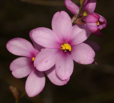 Ixia stricta, photographed by Brian du Preez