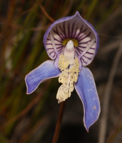 Disa venusta, photographed by Brian du Preez
