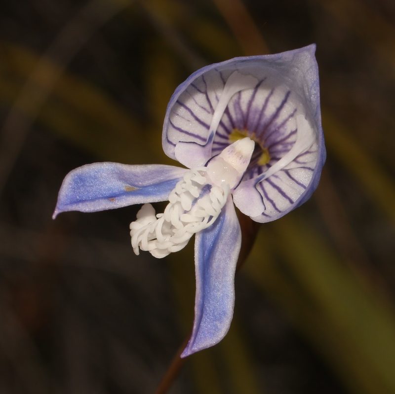 Disa venusta, photographed by Brian du Preez