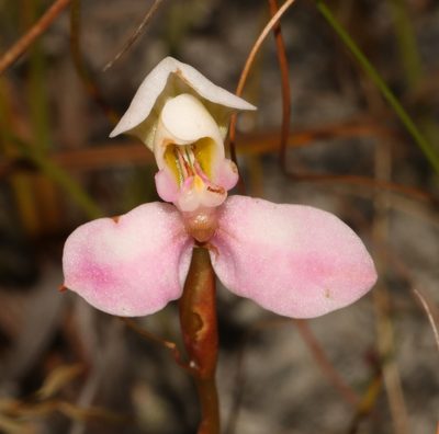 Disa filicornis, photographed by Brian du Preez