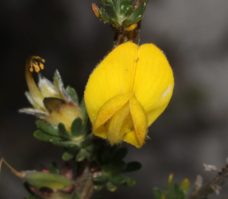 Aspalathus oblongifolia, photographed by Brian du Preez