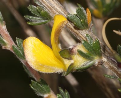Aspalathus oblongifolia, photographed by Brian du Preez